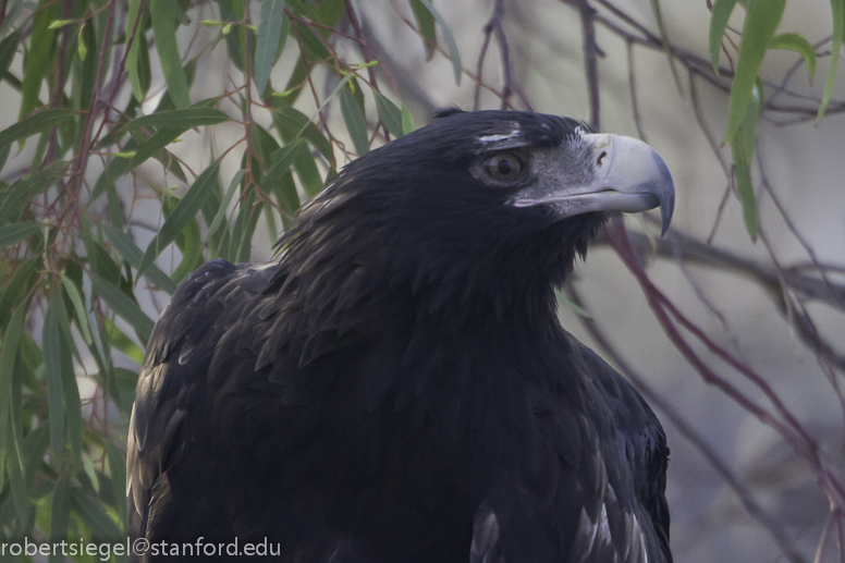 Tasmanian wedge-tailed eagle